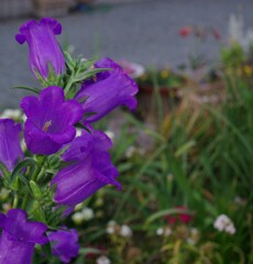 風鈴草の咲くころ
