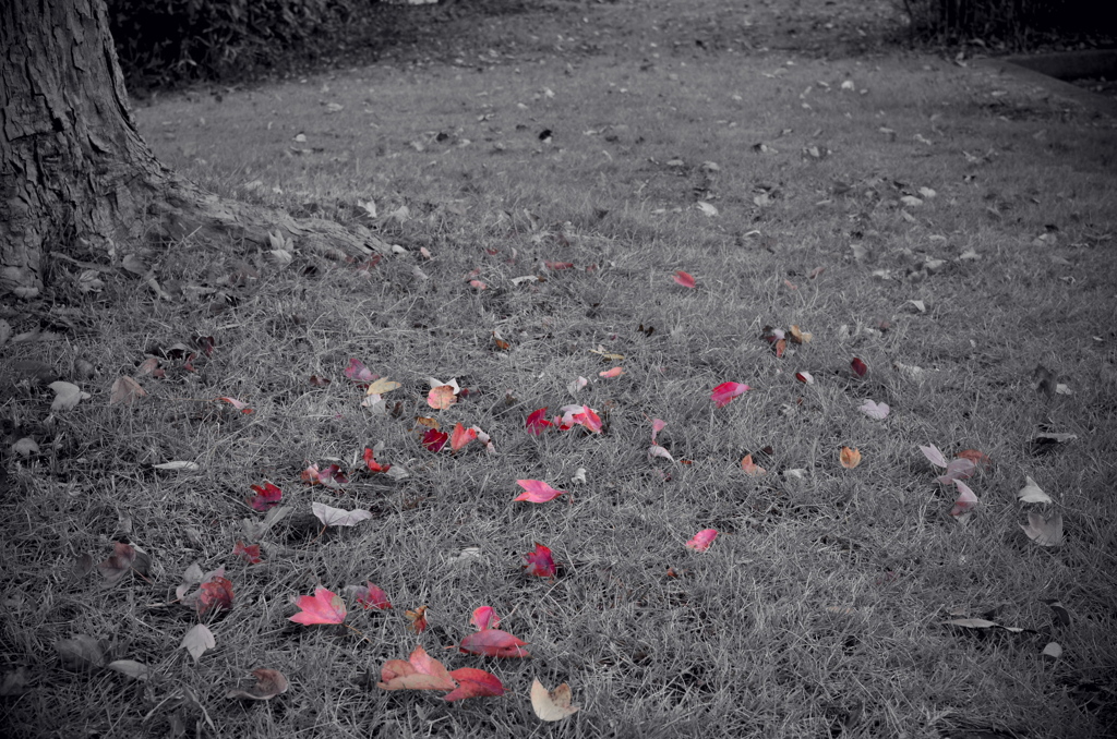 紅葉サーモグラフィ