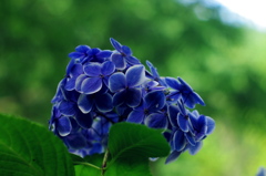 ブルーアースの花