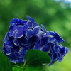 ブルーアースの花
