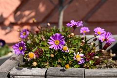紫の花