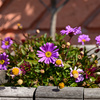 紫の花
