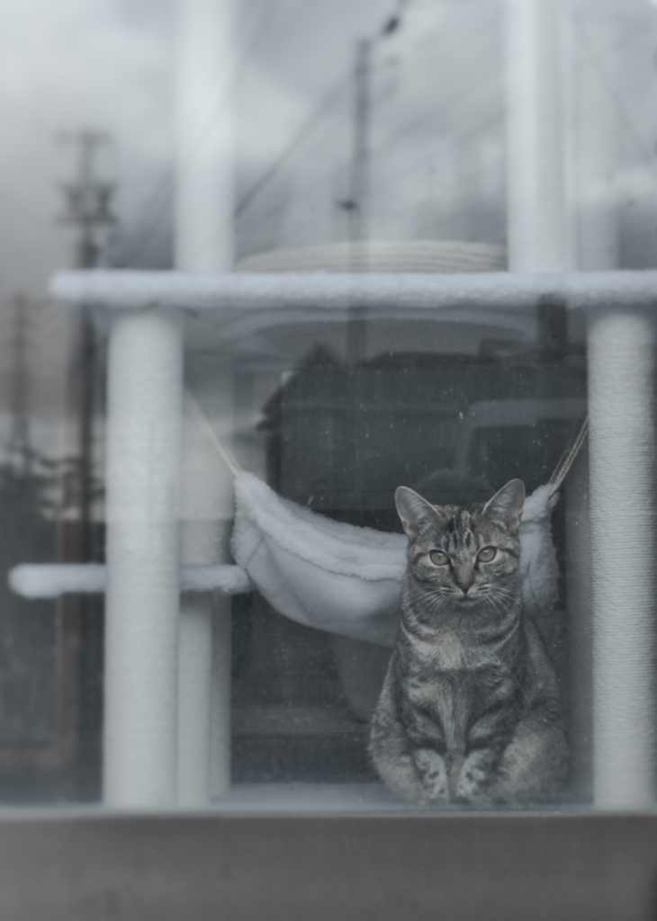 硝子越しの眼差し