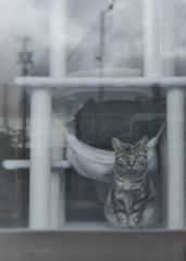 硝子越しの眼差し