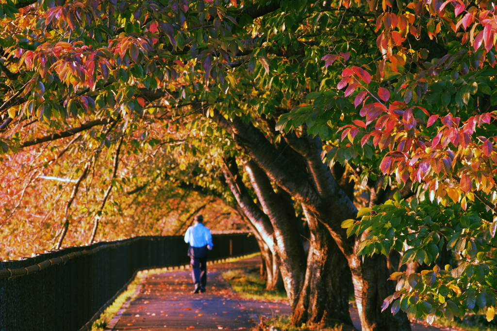 さくら紅葉の散歩道