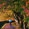 さくら紅葉の散歩道
