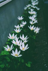 花灯りのように咲く