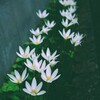 花灯りのように咲く