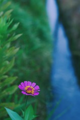 花一凛