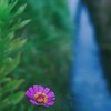花一凛