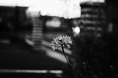 花　～ハードモノクロ～