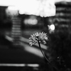 花　～ハードモノクロ～