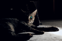 Green eyes Cat