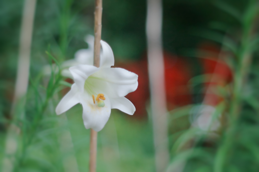無垢の花