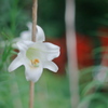 無垢の花
