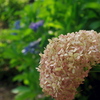 ペールピンクの花