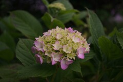 季節はもうすぐ6月です