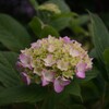 季節はもうすぐ6月です