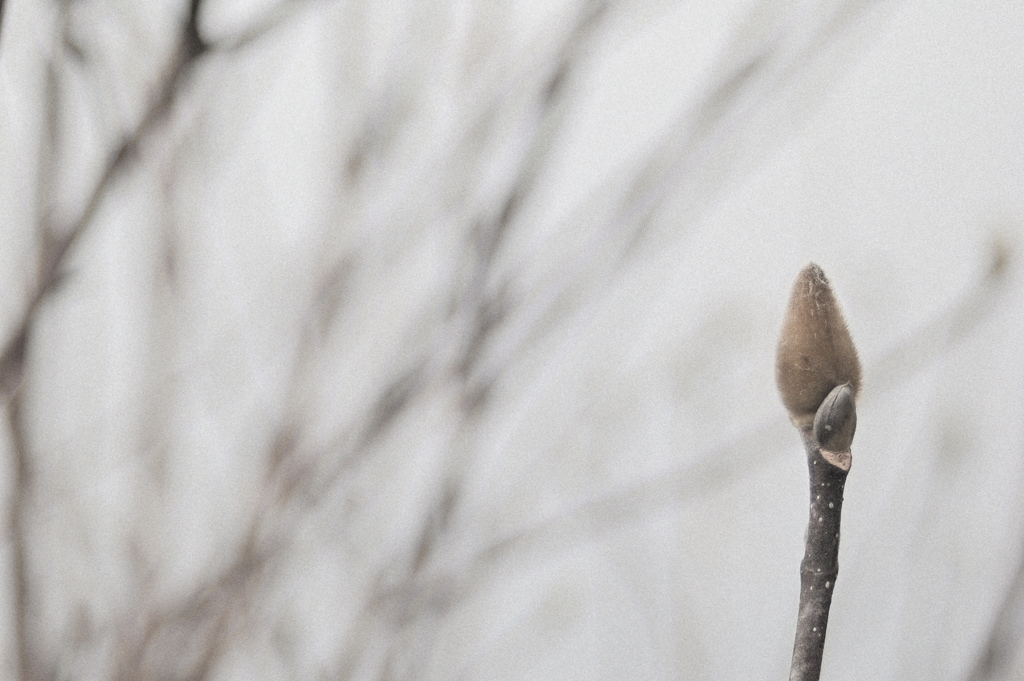 寒空に春を待つ