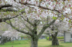葉桜の季節