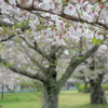 葉桜の季節
