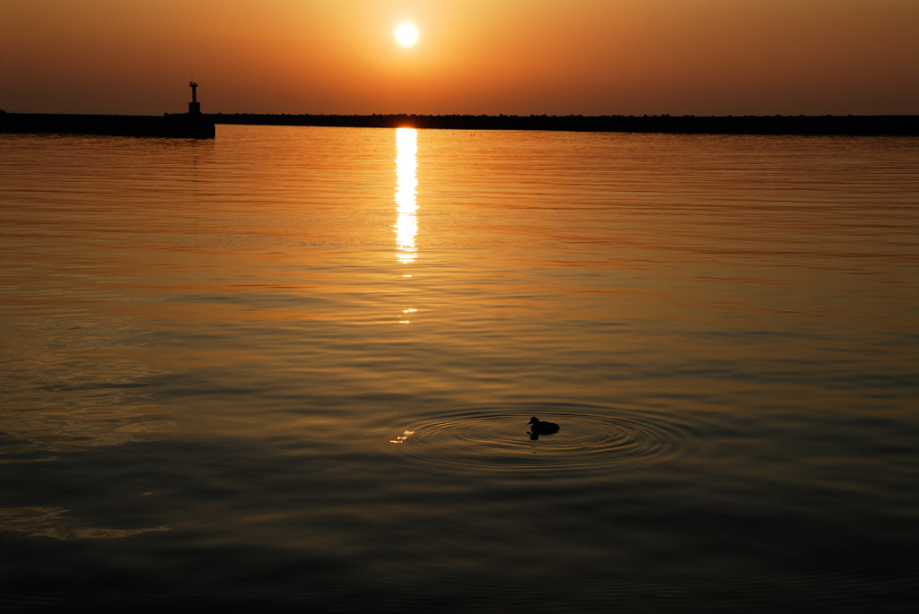 朝日に海鳥