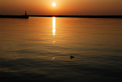 朝日に海鳥