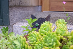 わが家の番ネコ！