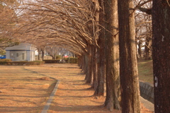 並木