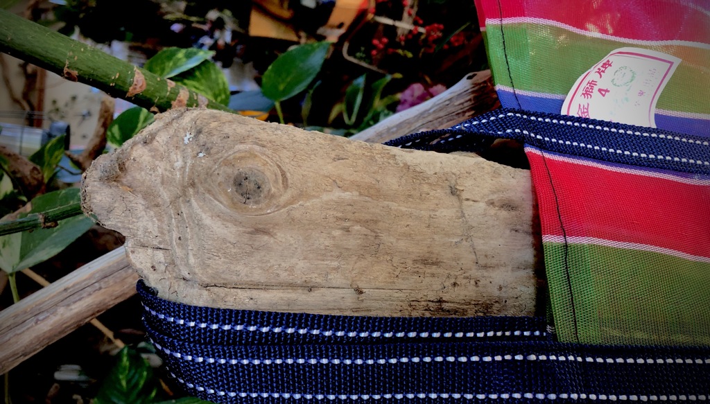 ひょっこりカメさん