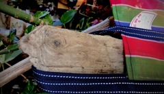 ひょっこりカメさん