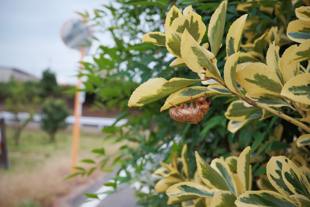 夏のわすれもの