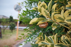 夏のわすれもの