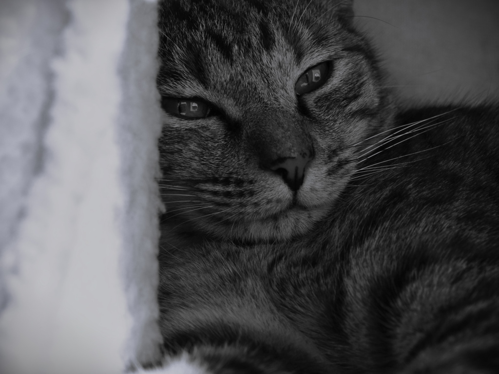 まどろみの特等席