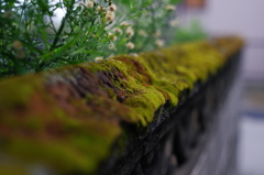 苔葺きの塀