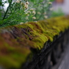 苔葺きの塀