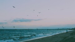 海猫舞う散歩浜