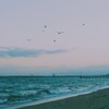 海猫舞う散歩浜