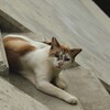 楓姐（カエデねえ）さん