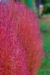 朱に染まる季節