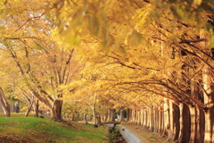 黄金色の並木