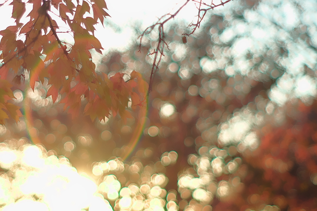 晩秋の輝き