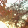 晩秋の輝き