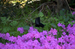 芝桜にやってきたクロアゲハ蝶