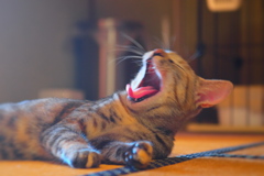 秋眠暁を覚えず･･･