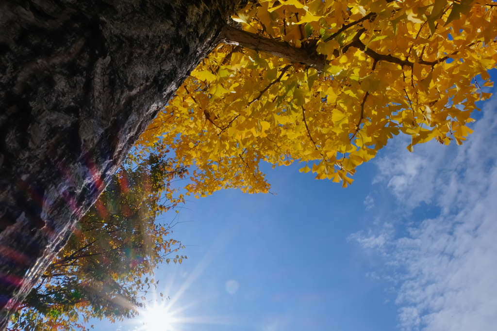 ララ・サンシャイン！