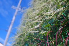 おかわかめの花が咲きました