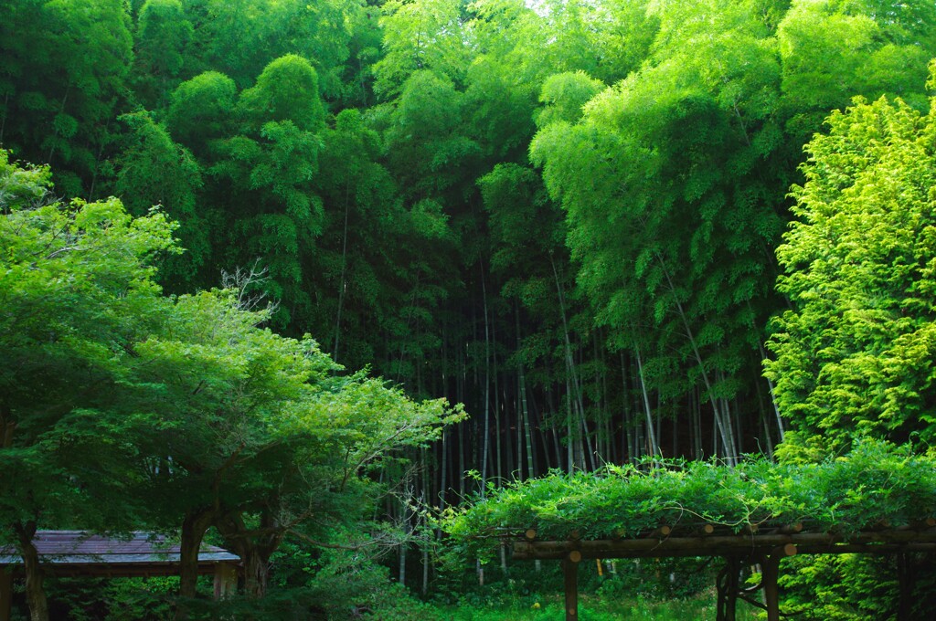 竹の森