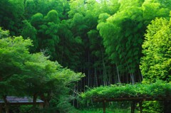 竹の森