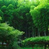 竹の森
